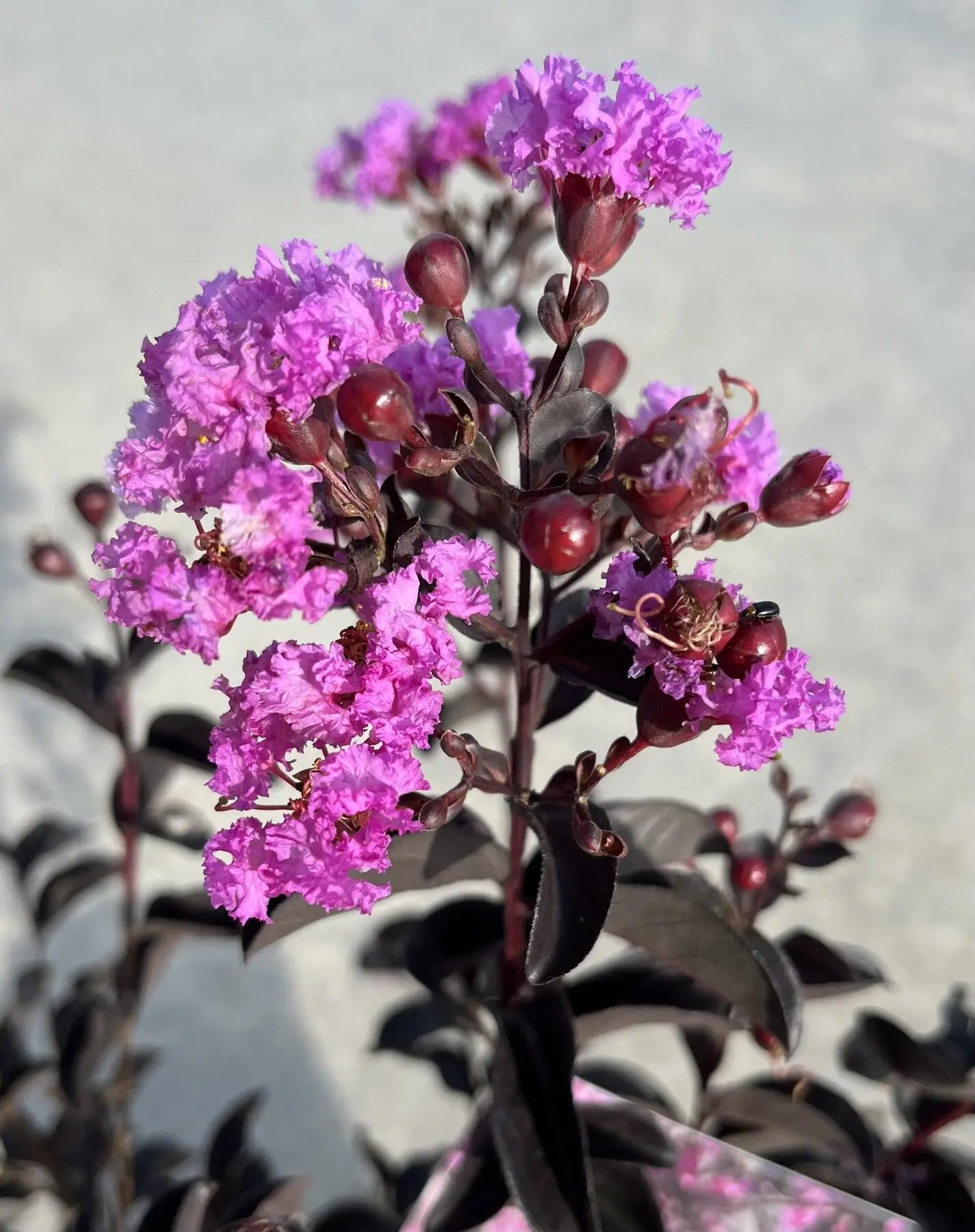 Lagerstroemia indica Black Solitaire Purely Purple con fiori viola e fogliame scuro in giardino