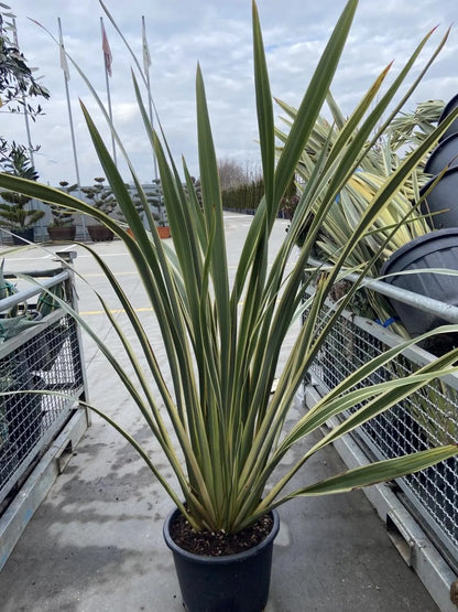 Phormium tenax