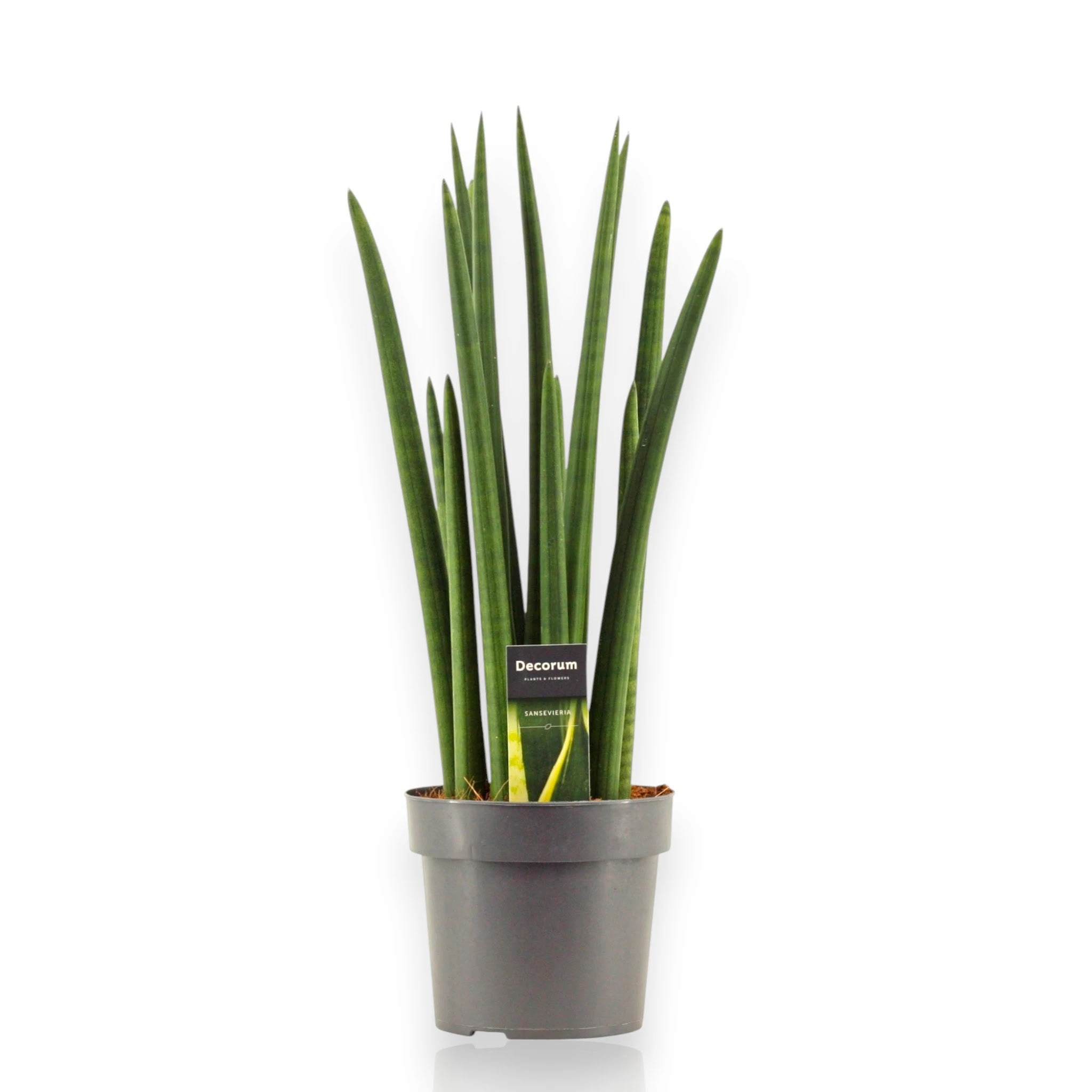 Sansevieria cylindrica Rocket con foglie cilindriche verticali in vaso moderno da interno