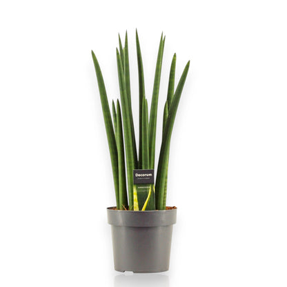 Sansevieria cylindrica Rocket con foglie cilindriche verticali in vaso moderno da interno