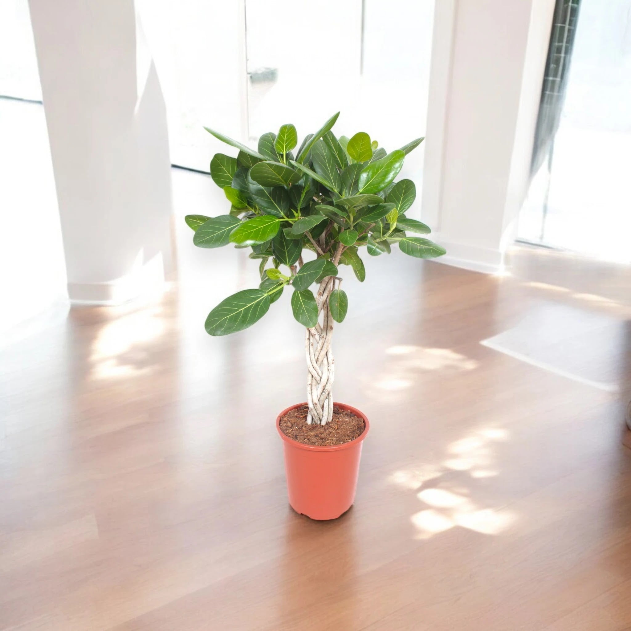 Ficus benghalensis