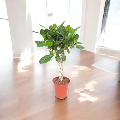 Ficus benghalensis