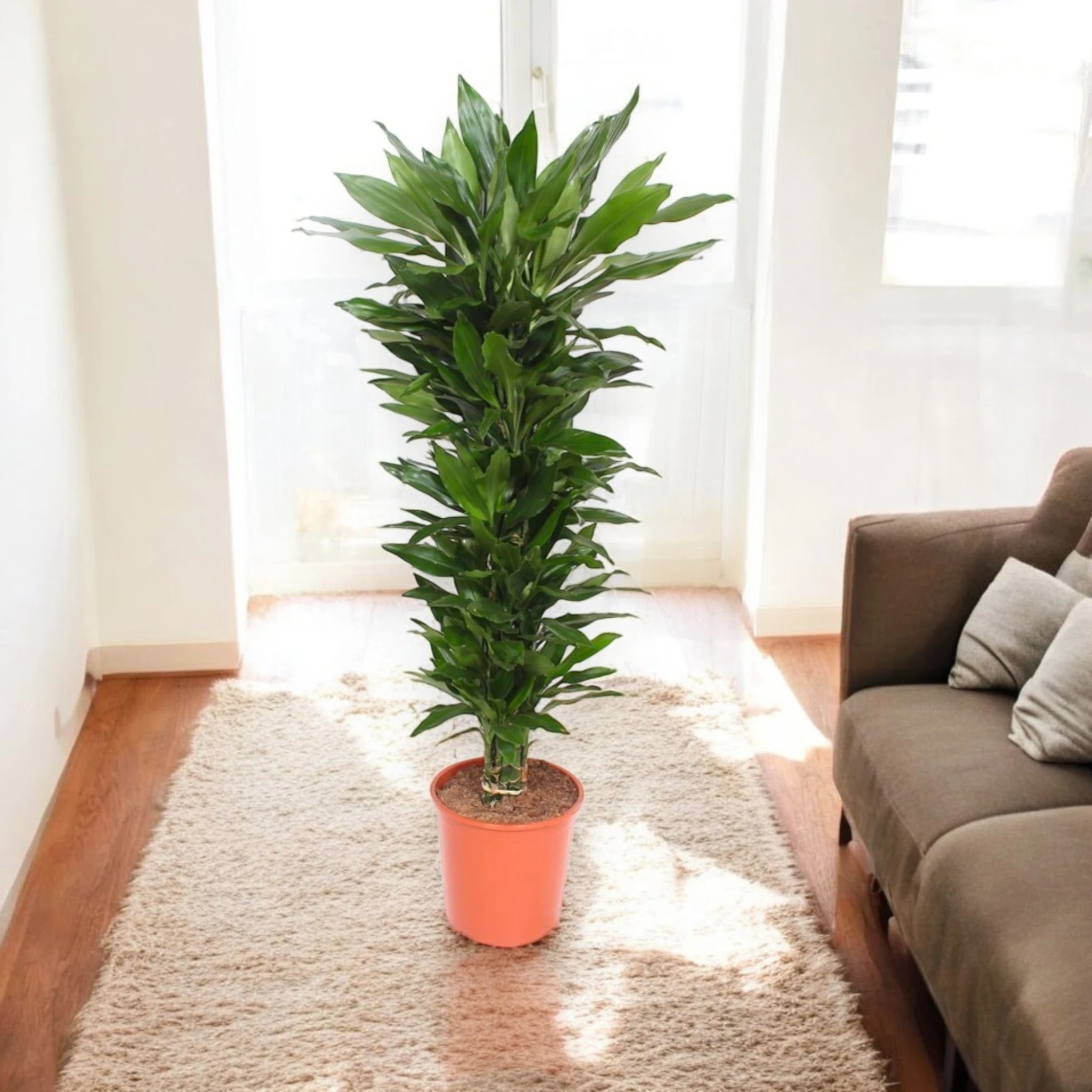 Dracaena fragrans 'Janet Lind'