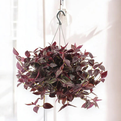 Tradescantia 'Jewel Red'