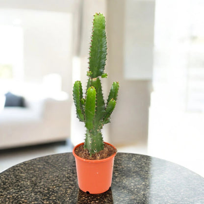 Dettaglio costolature e spine decorative di Euphorbia acrurensis