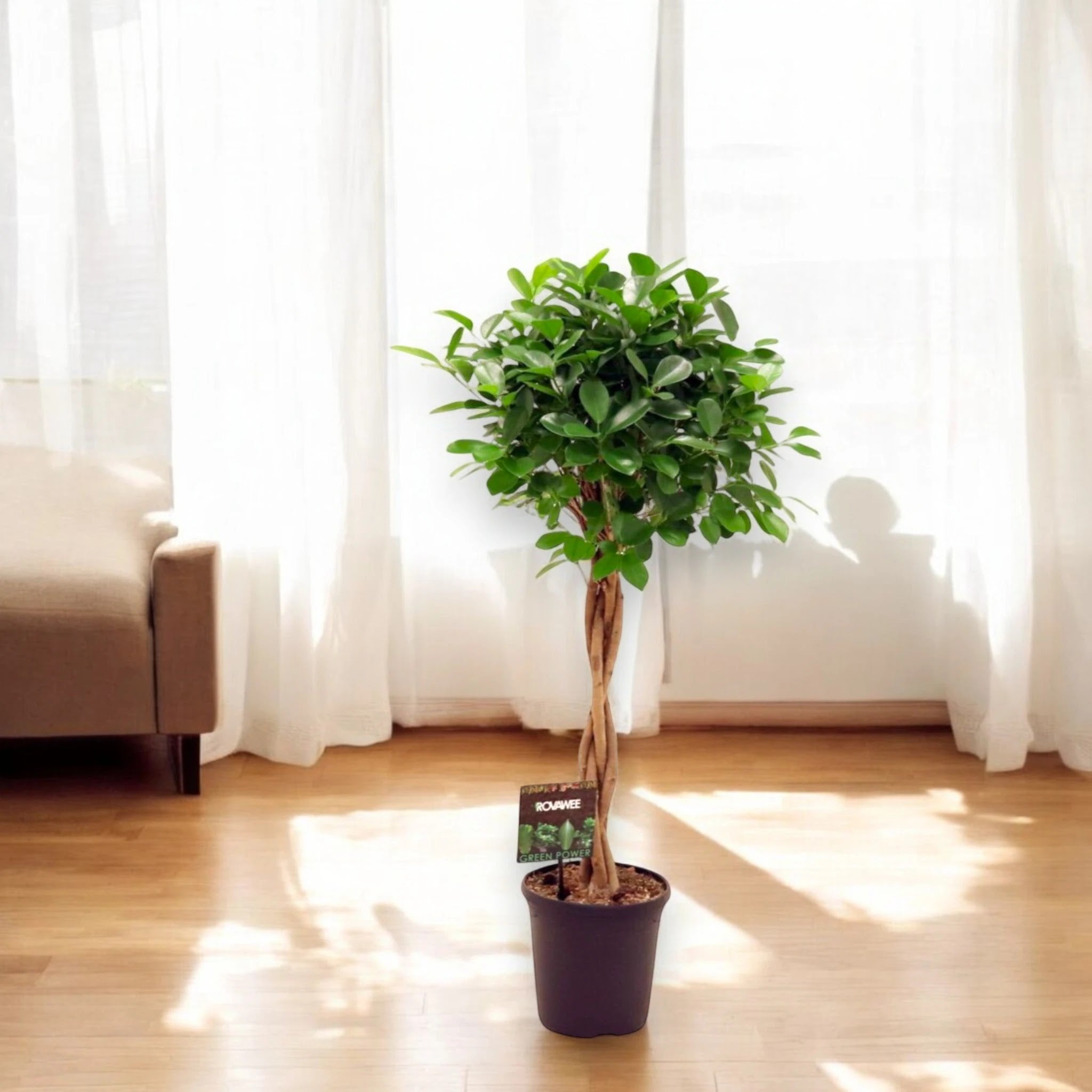 Ficus microcarpa 'Moclame'