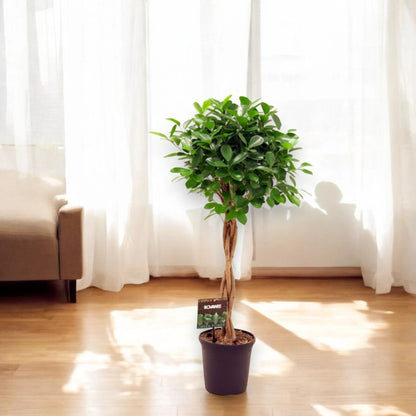 Ficus microcarpa 'Moclame'