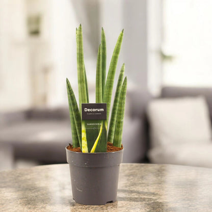 Sansevieria cylindrica 'Rocket'