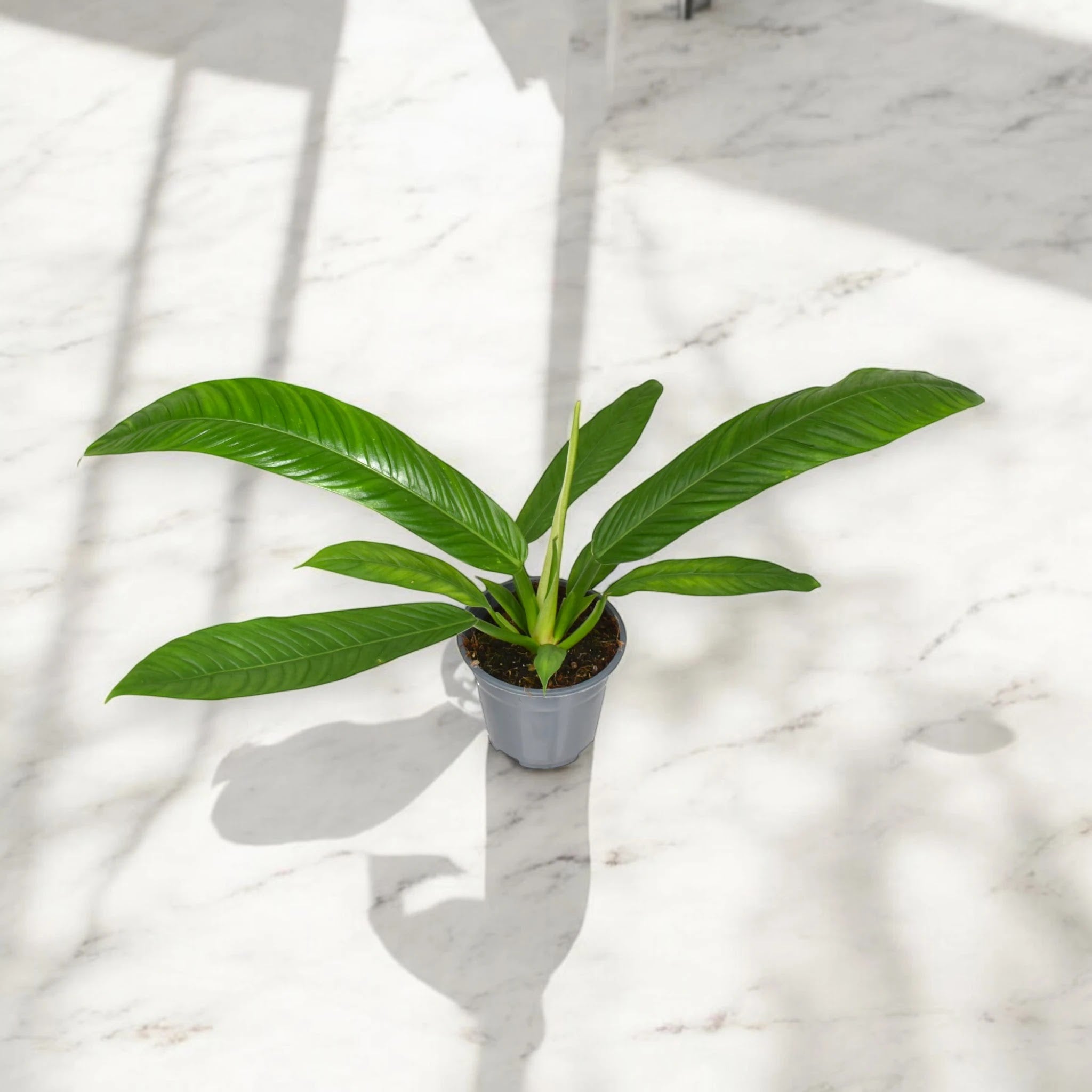 Philodendron 'Campii'