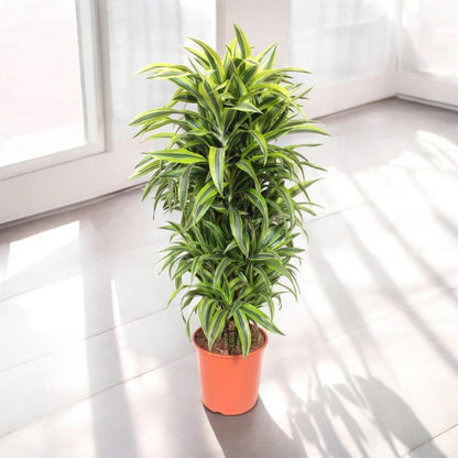 Dracaena fragrans 'Lemon Lime'