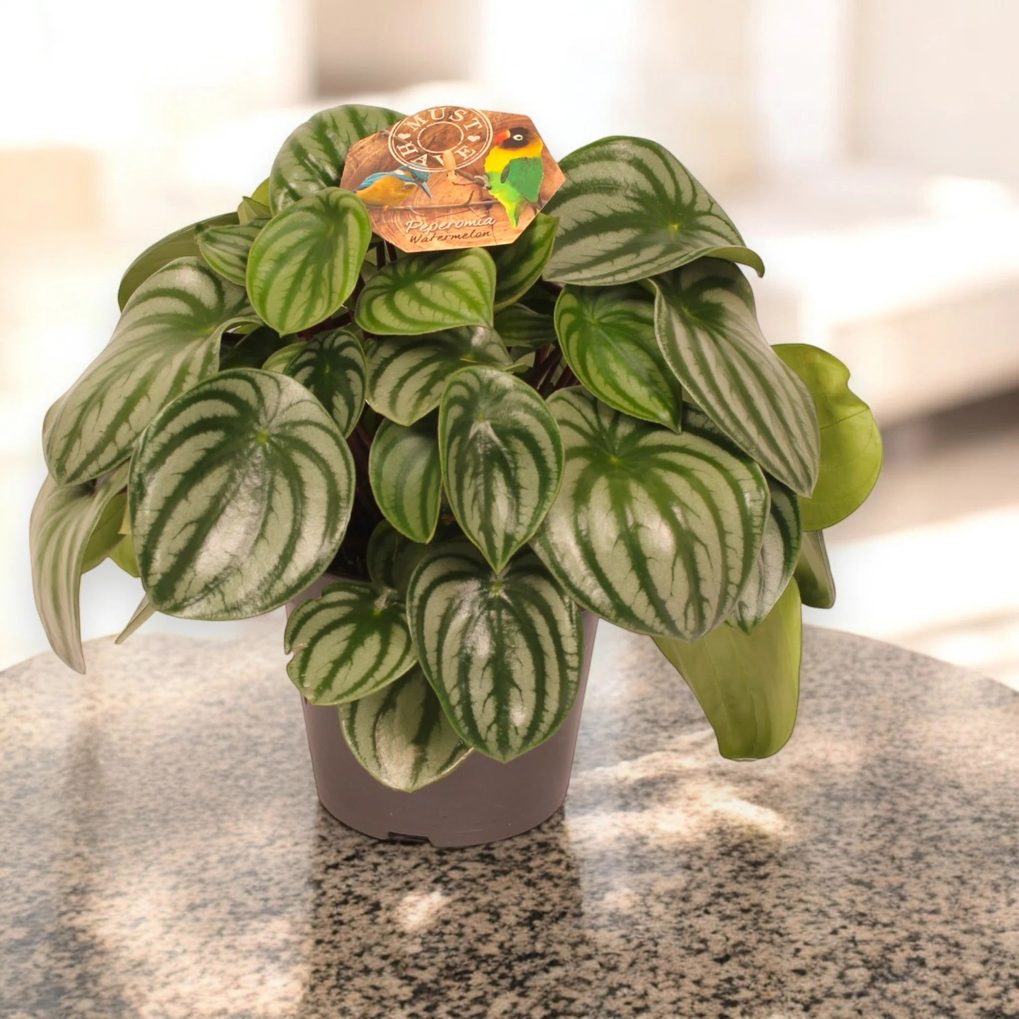 Peperomia argyreia