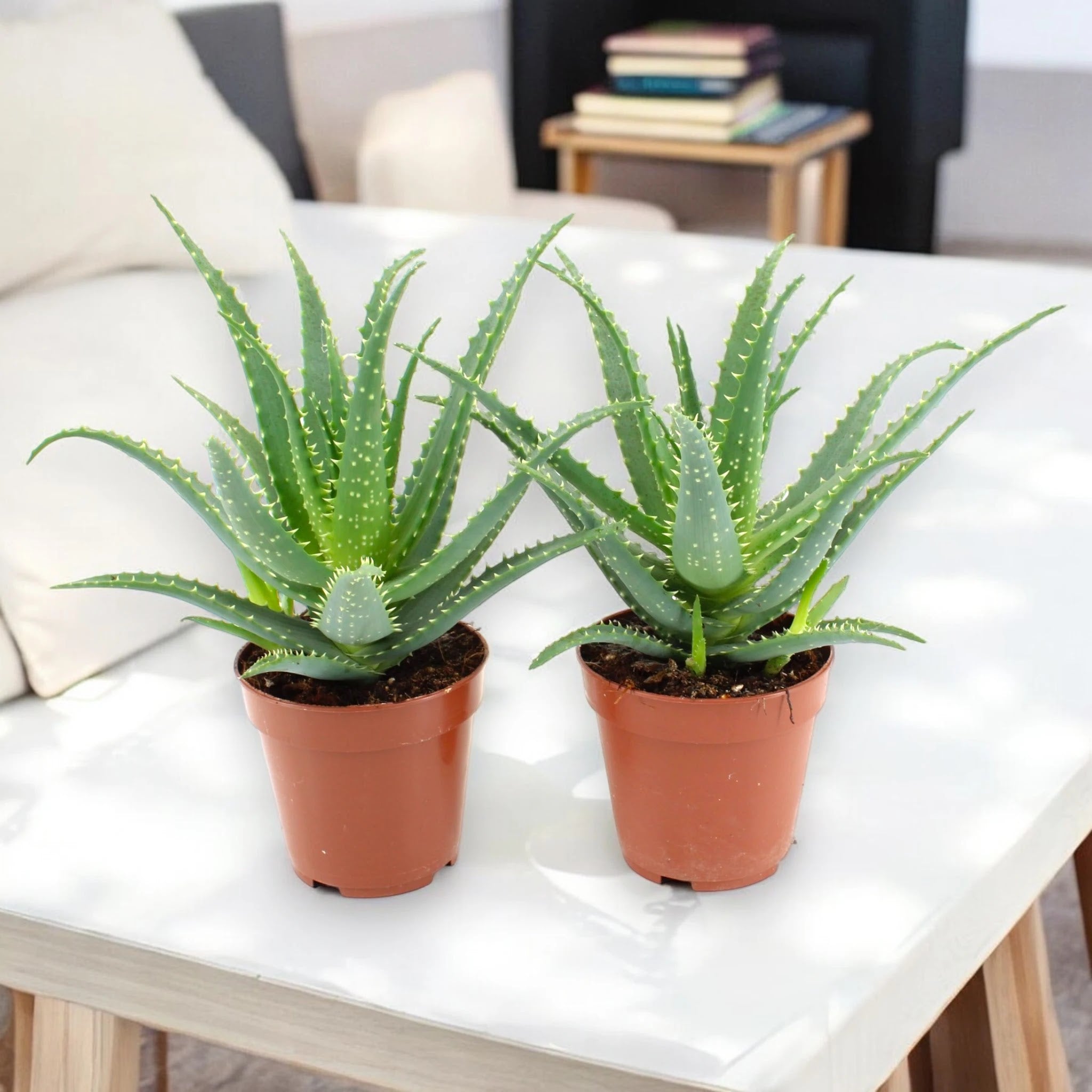 Aloe arborescens