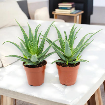 Aloe arborescens