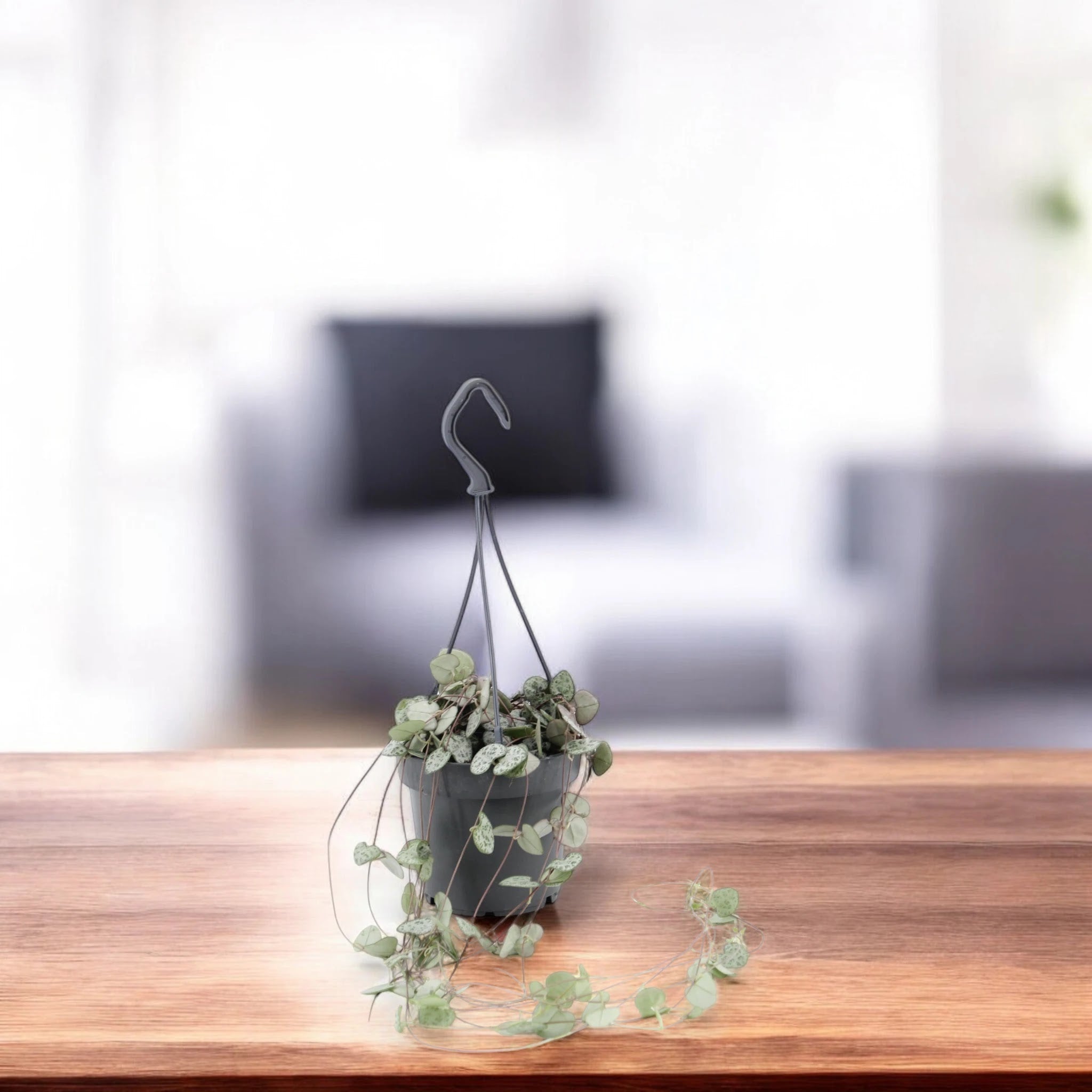 Ceropegia woodii