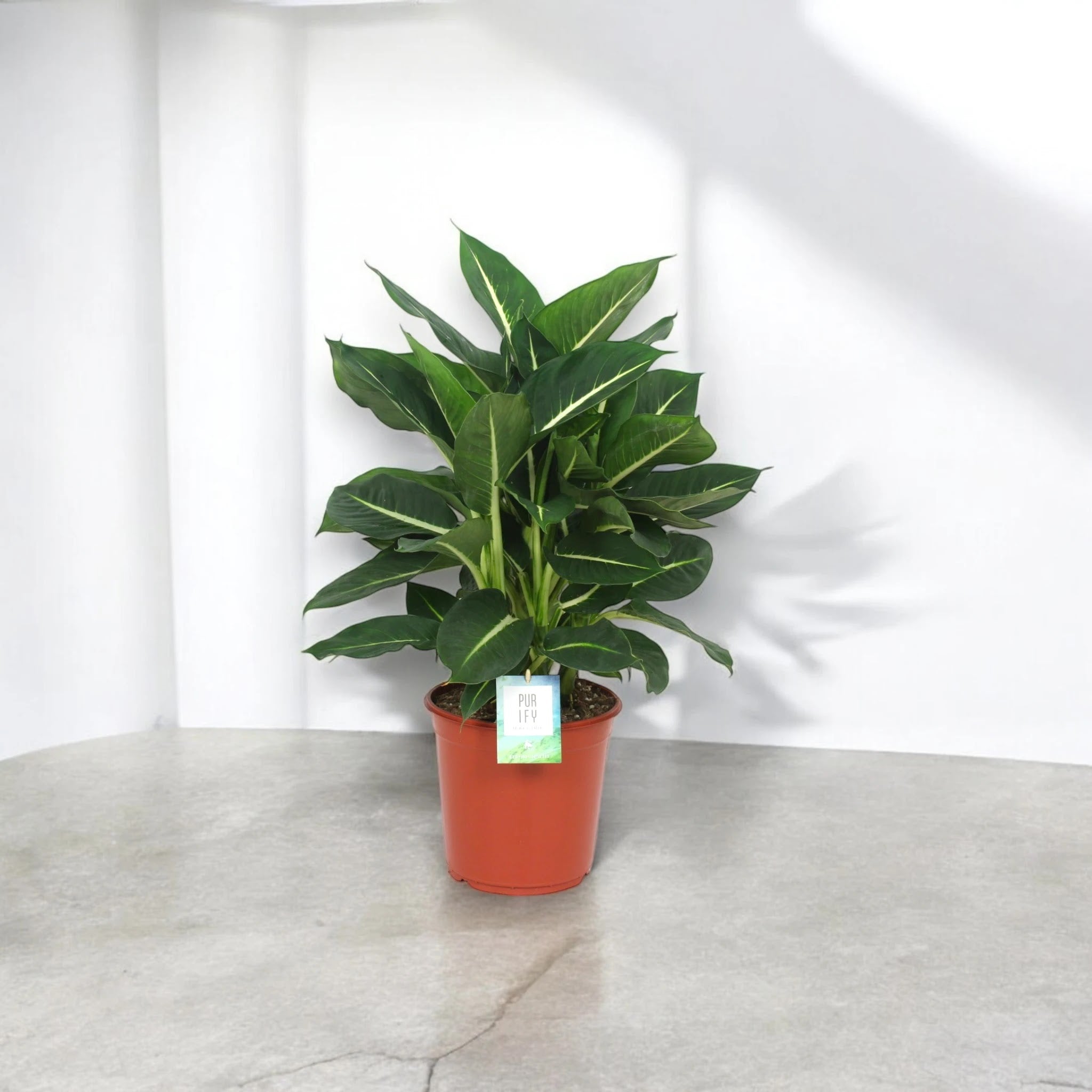 Dieffenbachia 'Green magic'