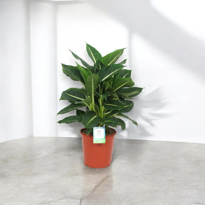 Dieffenbachia 'Green magic'