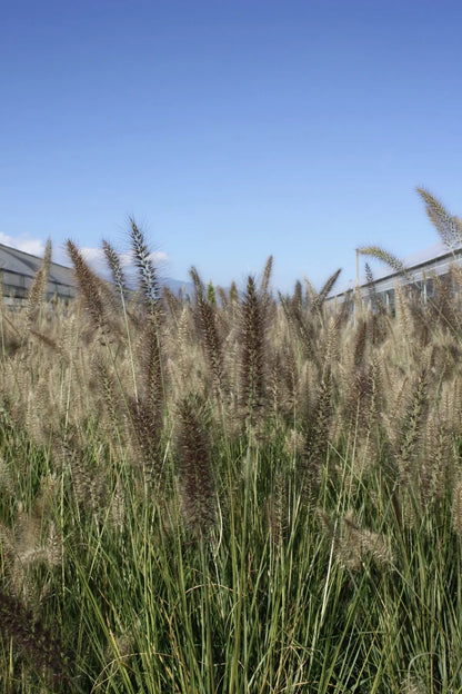 Pennisetum alopecuroides Moudry con portamento a fontana e spighe viola scuro in giardino