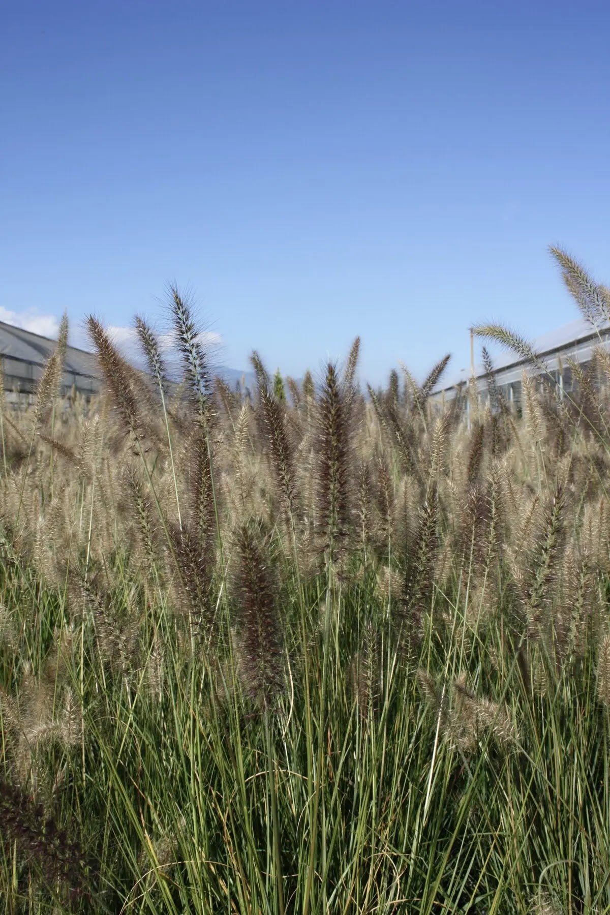 Pennisetum alopecuroides Moudry con portamento a fontana e spighe viola scuro in giardino