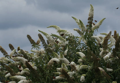 Buddleja davidii 'White Profusion'