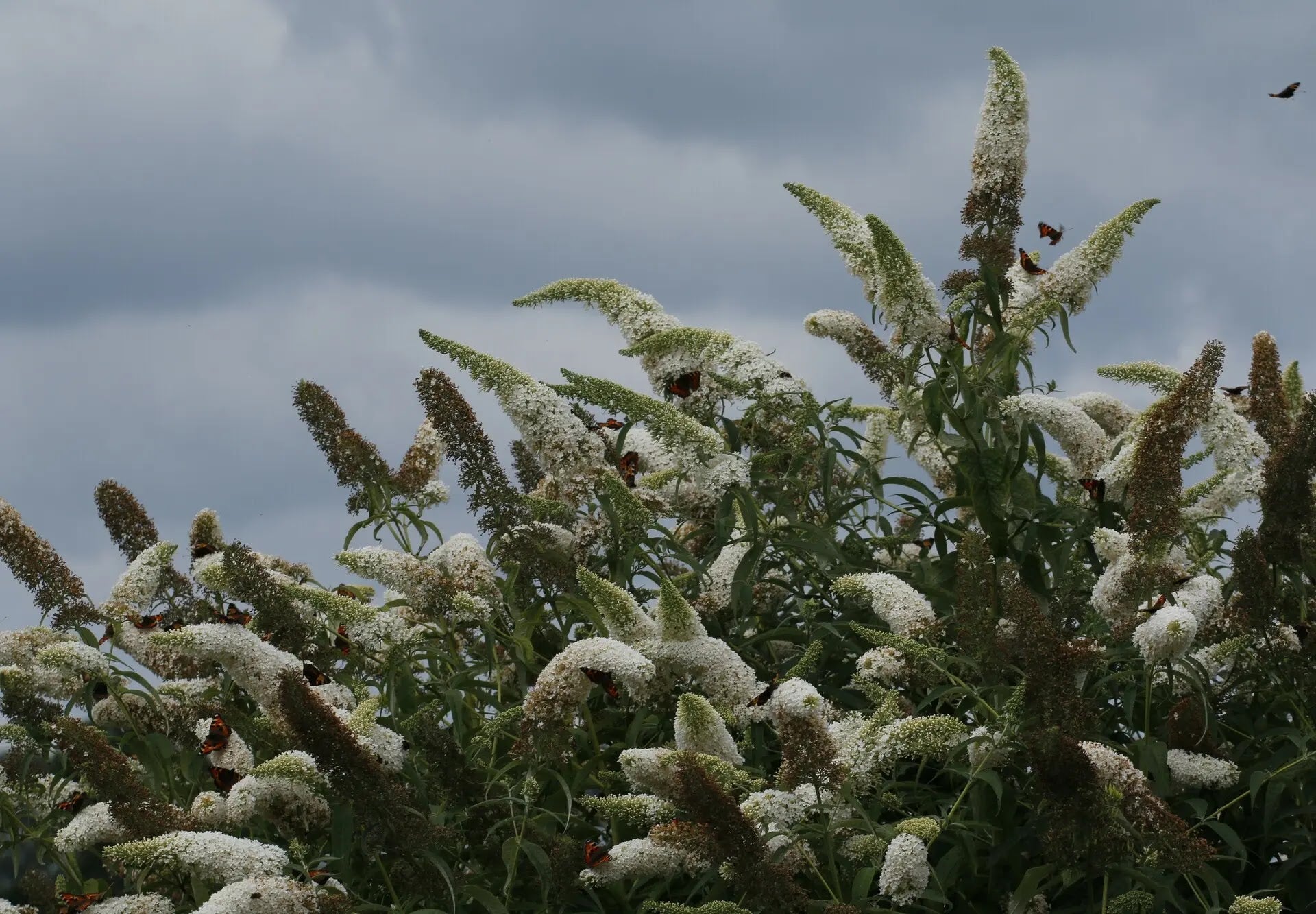 Buddleja davidii 'White Profusion'
