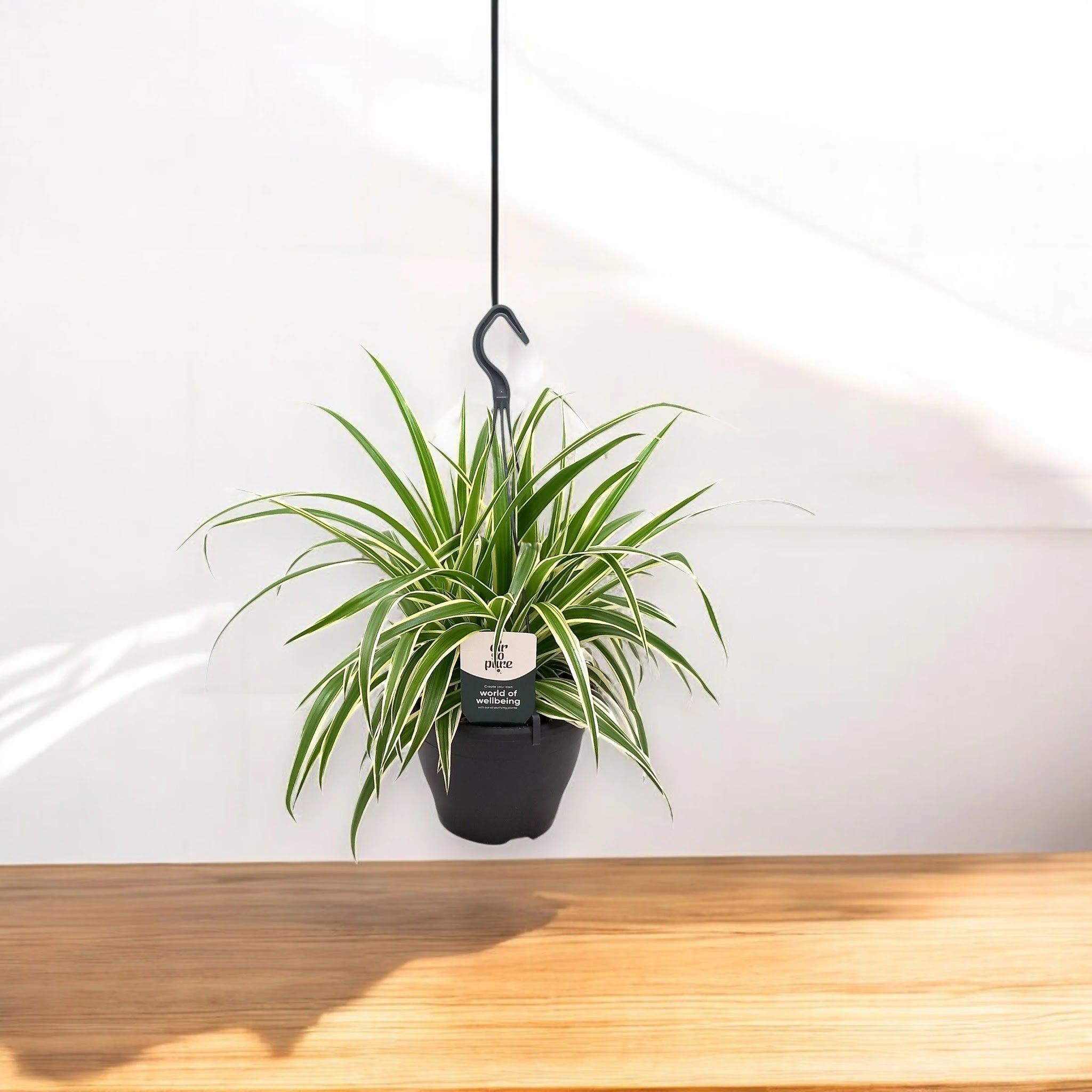 Chlorophytum comosum 'Vittatum'