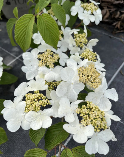 Viburno - Viburnum 'Plicatum Mariesii'