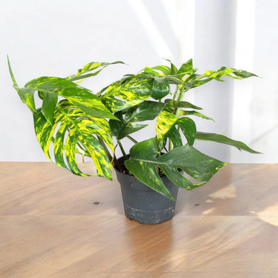 Epipremnum pinnatum 'Cintho goldfinger'