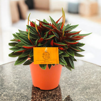 Peperomia caperata Rosso