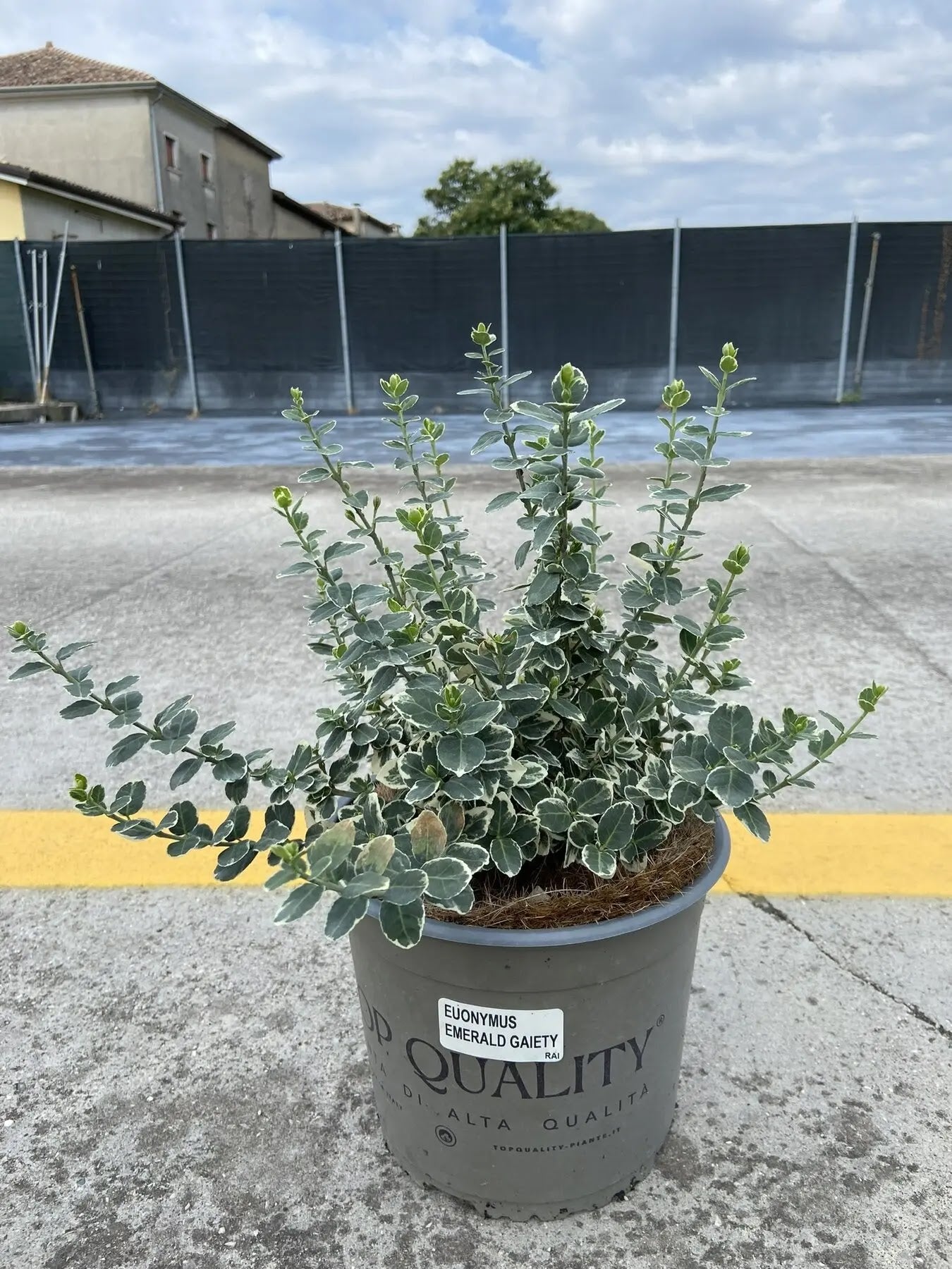 Dettaglio foglie verdi con margini bianchi di Euonymus fortunei Emerald Gaiety evonimo variegato