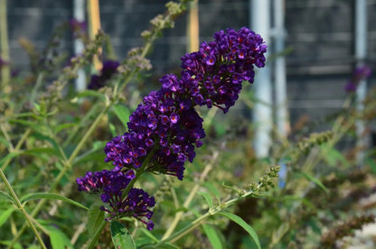Buddleja davidii Black Knight arbusto intero con spighe viola scuro in giardino naturalistico