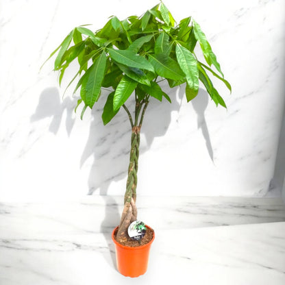 Pachira aquatica con tronco intrecciato e foglie palmate in vaso da interno