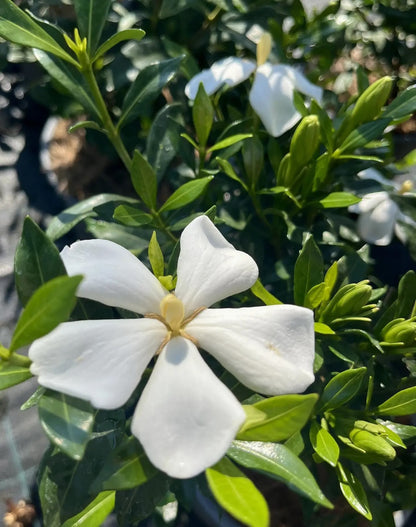 Gardenia jasminoides Sweet Heart arbusto compatto con fiori bianchi profumati in giardino