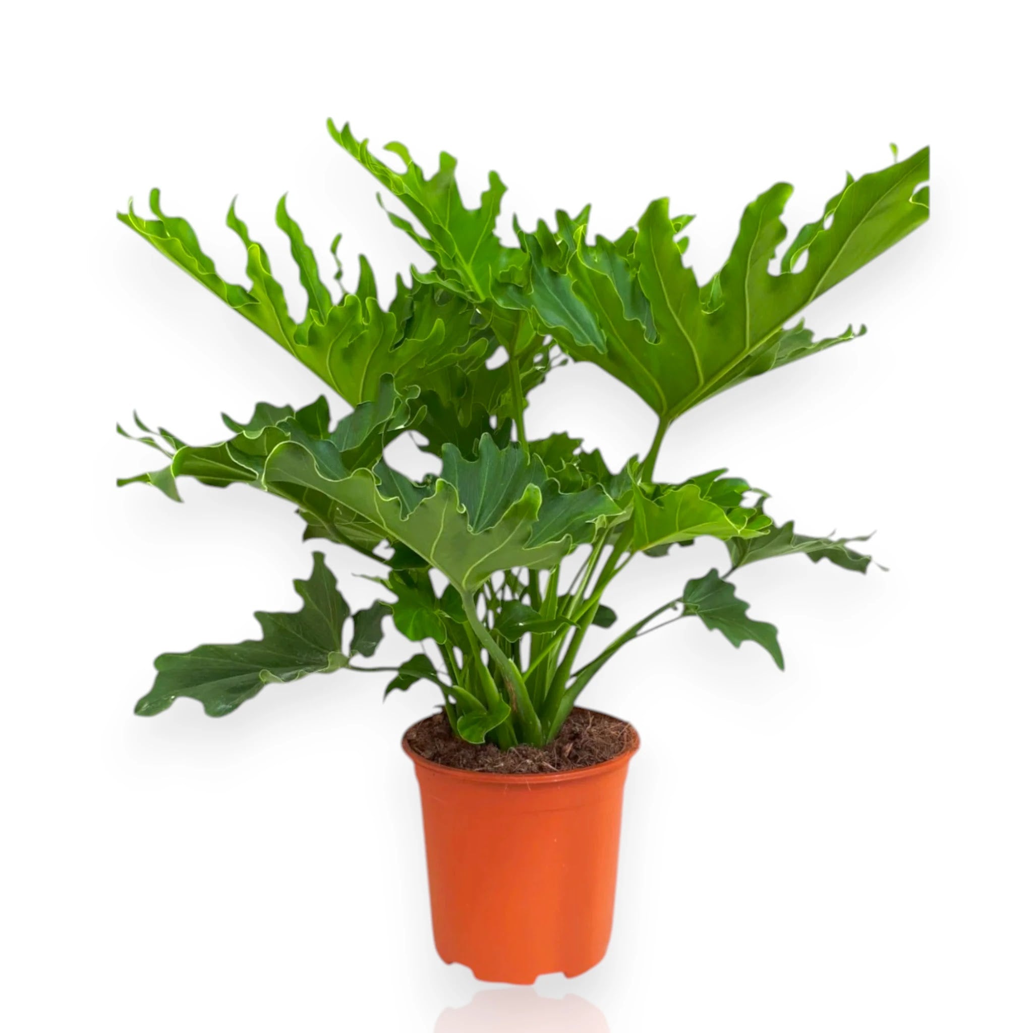 Philodendron 'Little hope'