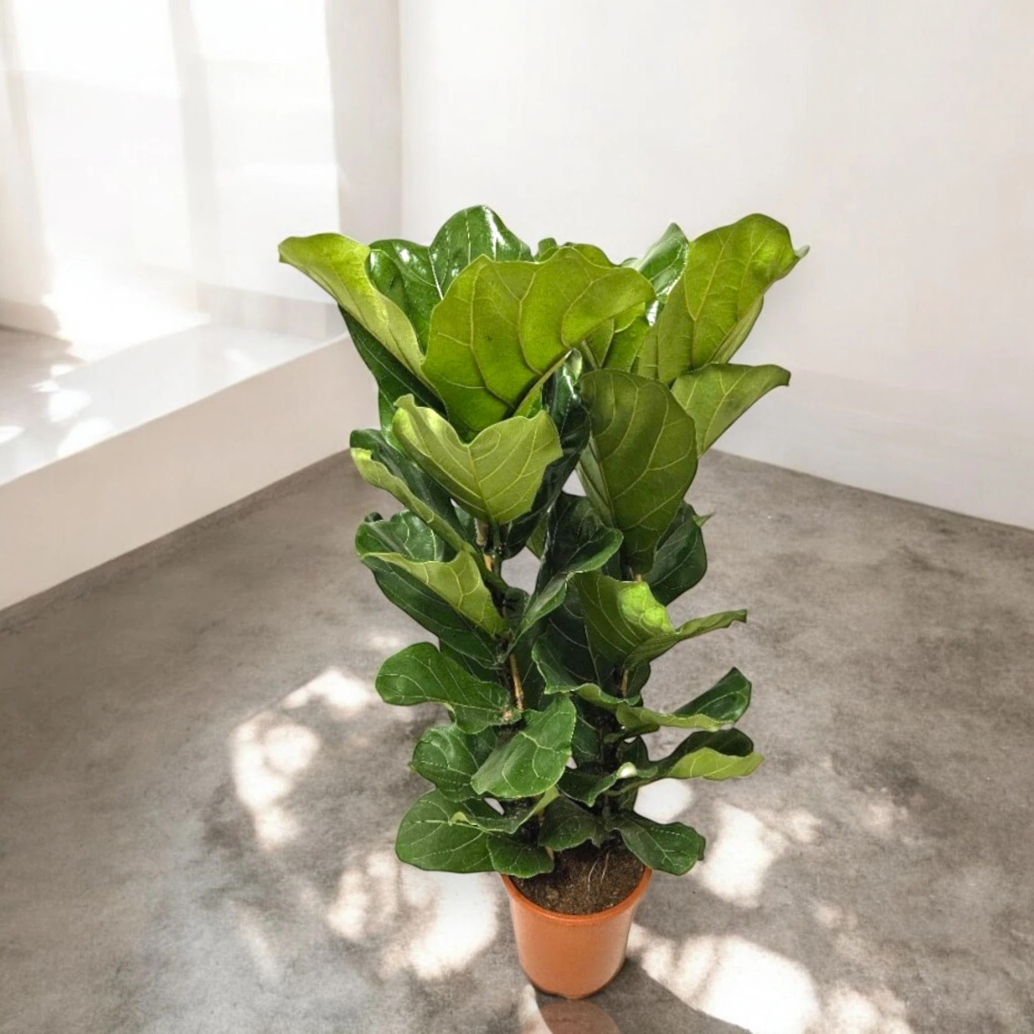 Dettaglio foglia di Ficus lyrata con venature marcate e forma caratteristica a violino
