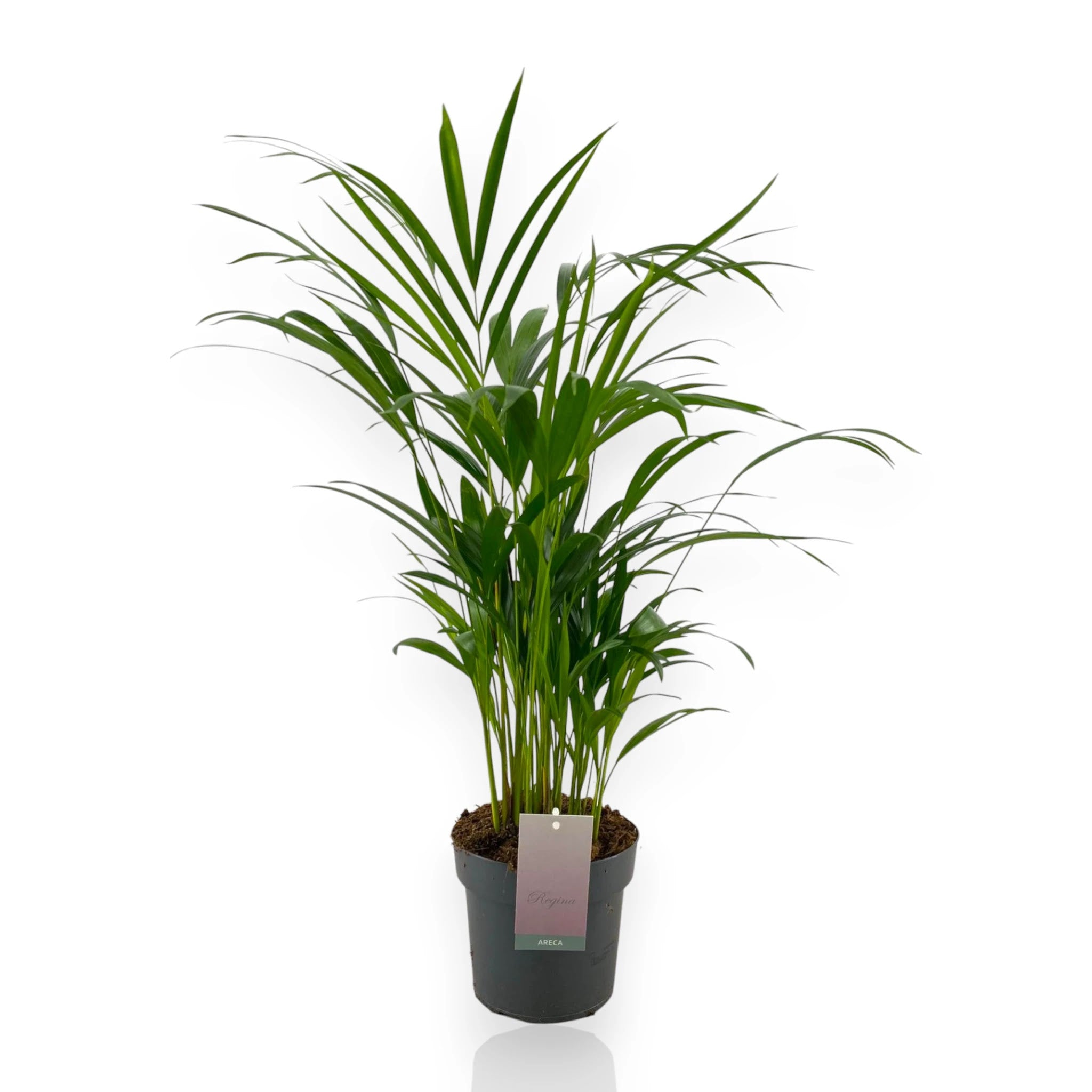 Areca - Dypsis lutescens