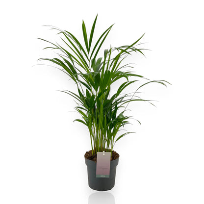 Areca - Dypsis lutescens