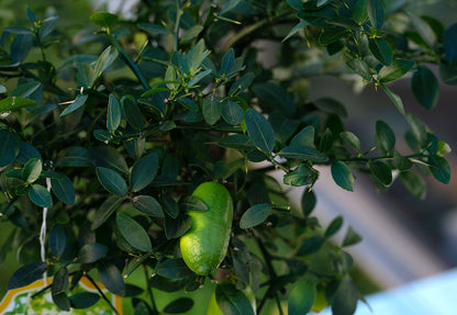 Nandina domestica 'Lemon-Lime'