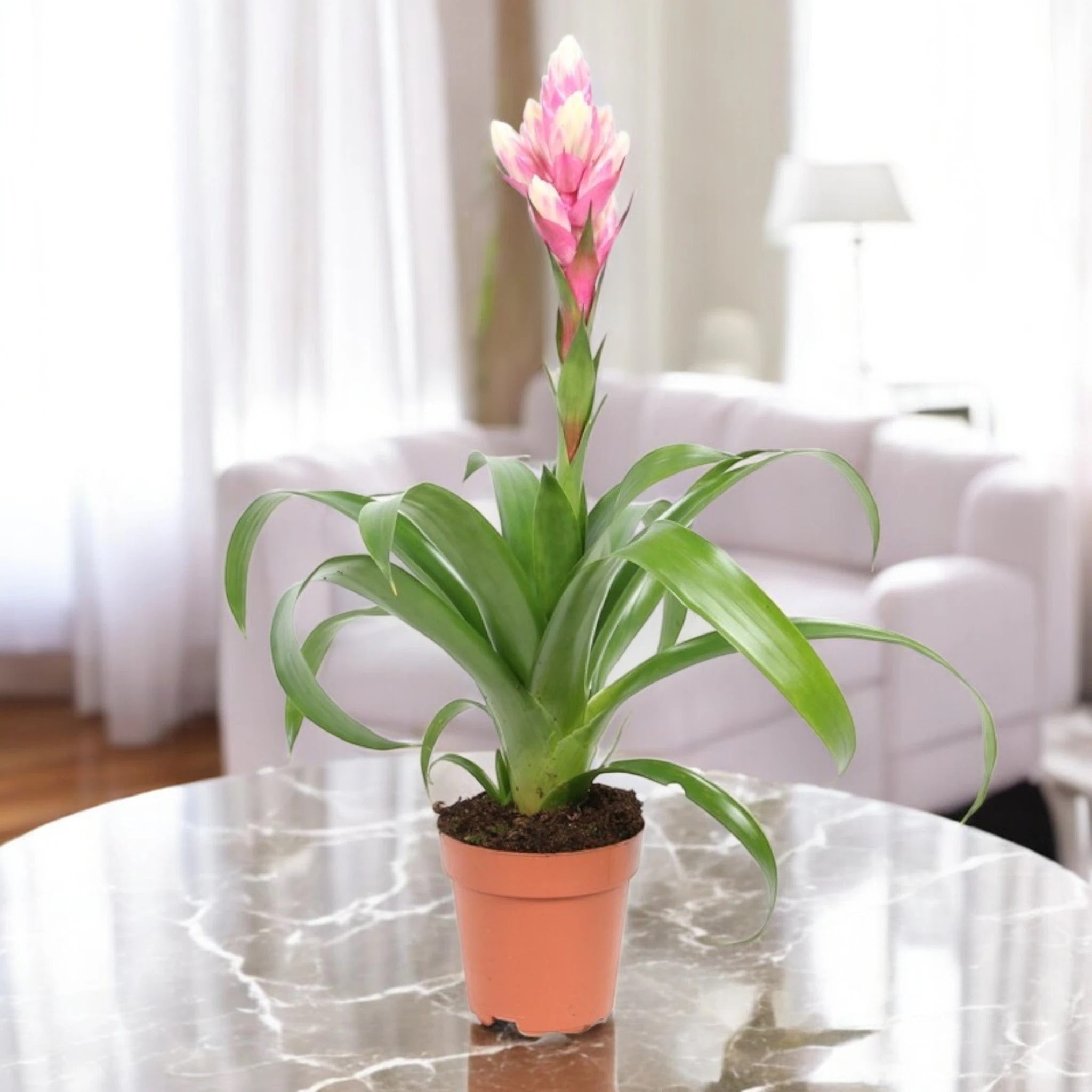 Guzmania 'Candy'
