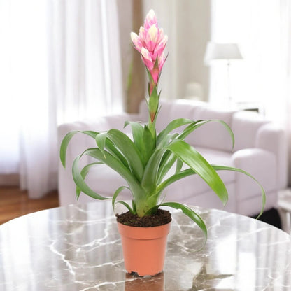 Guzmania 'Candy'