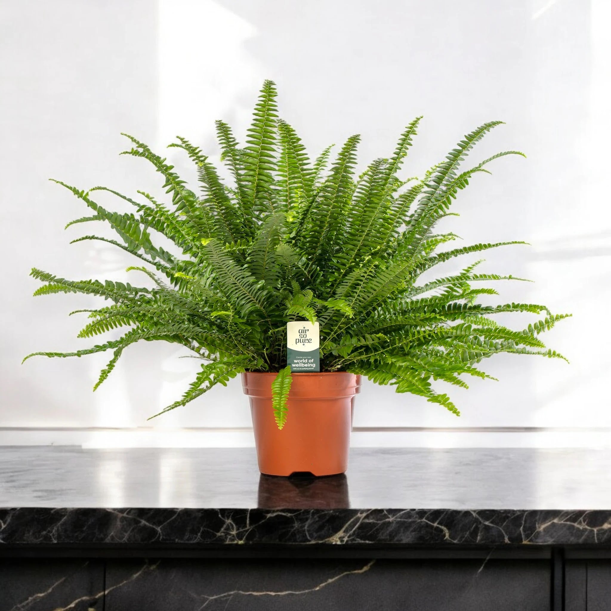 Nephrolepis exaltata 'Green lady'