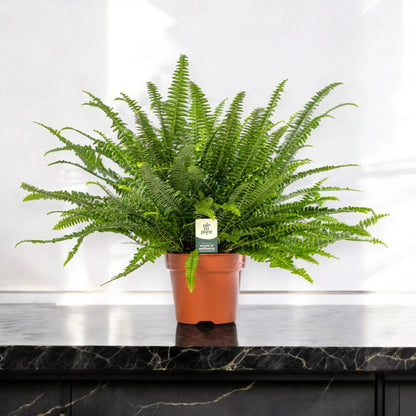 Nephrolepis exaltata 'Green lady'