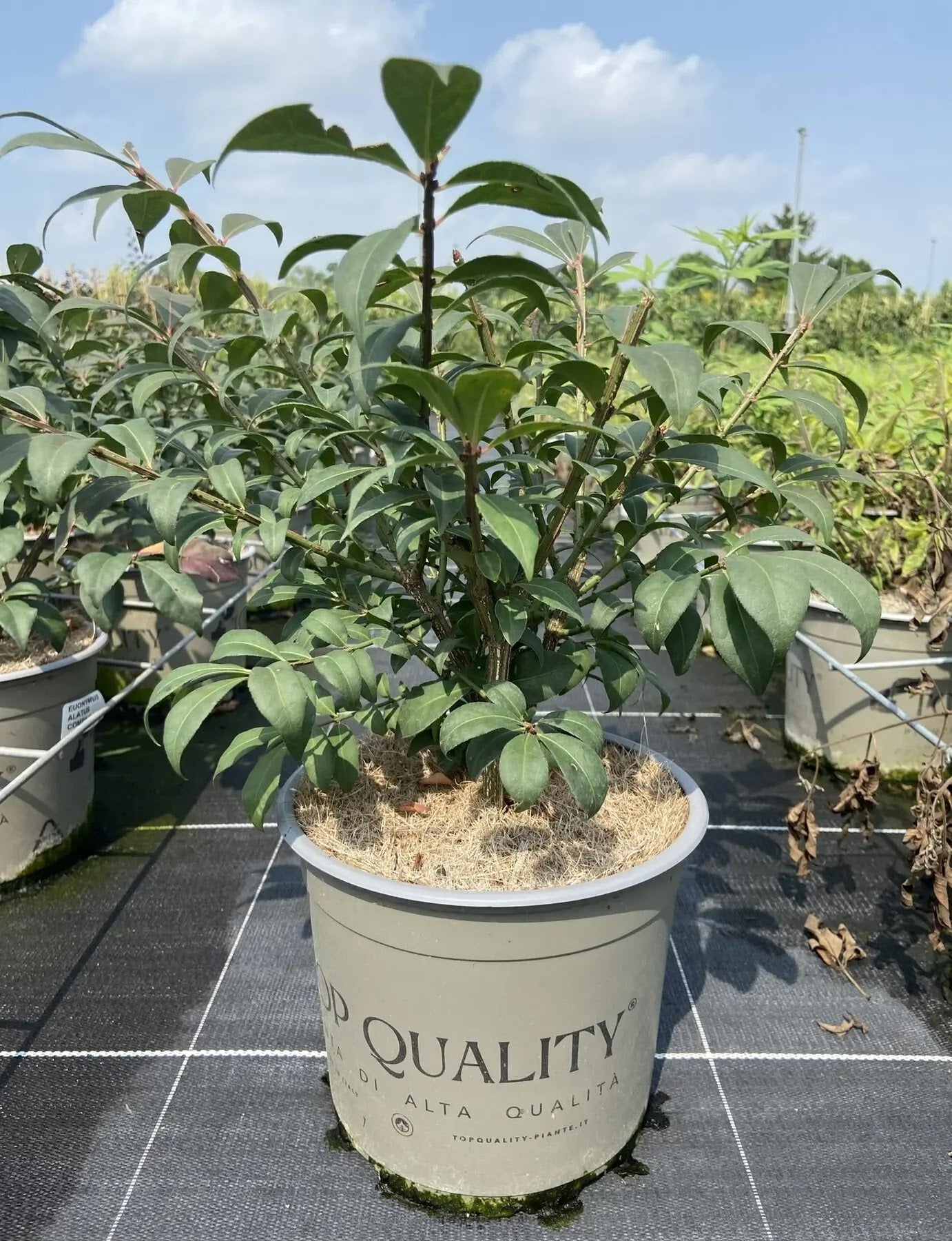 Evonimo - Euonymus 'Alatus'