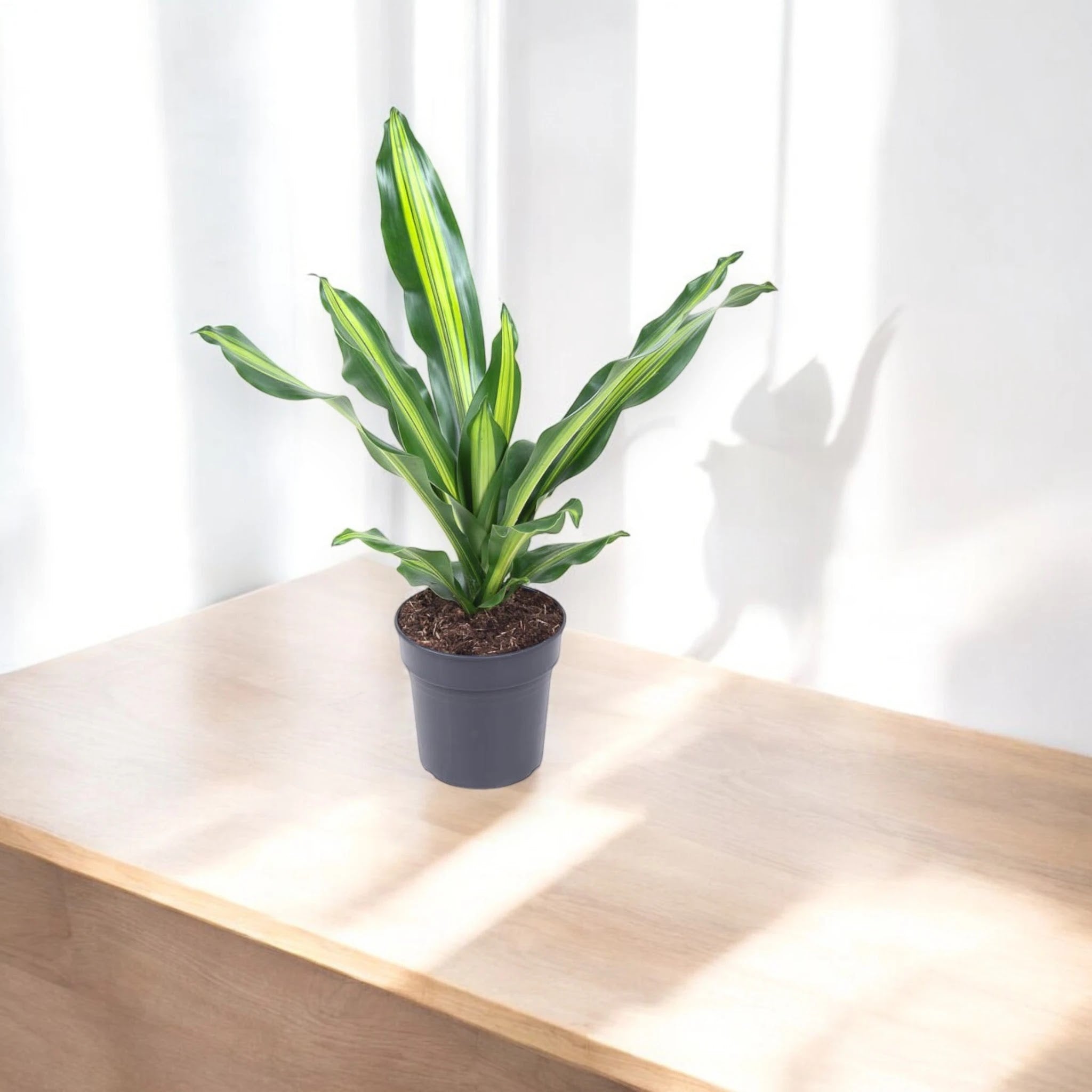 Dracaena fragrans 'Burley'