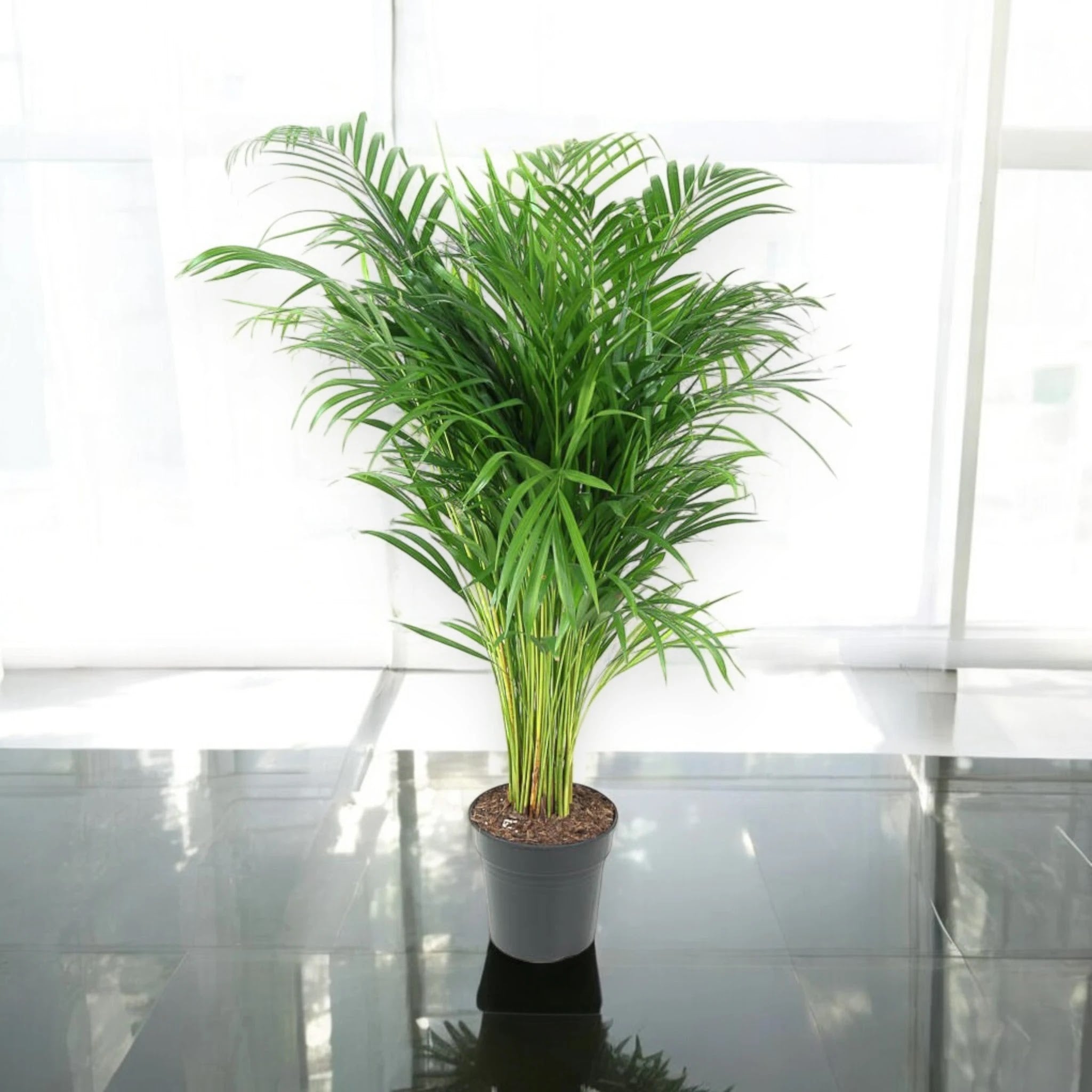 Areca - Dypsis lutescens