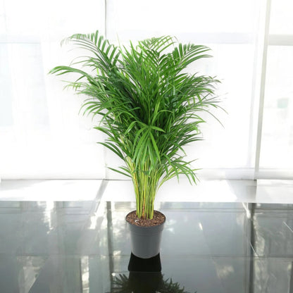 Areca - Dypsis lutescens