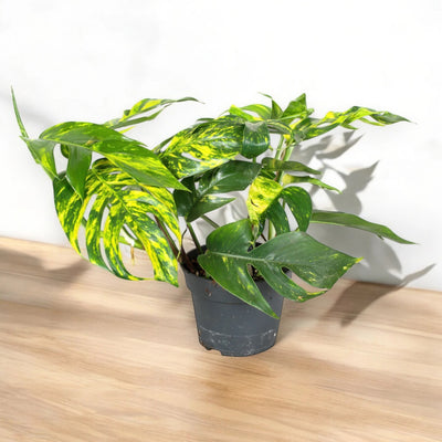 Epipremnum pinnatum 'Cintho goldfinger'