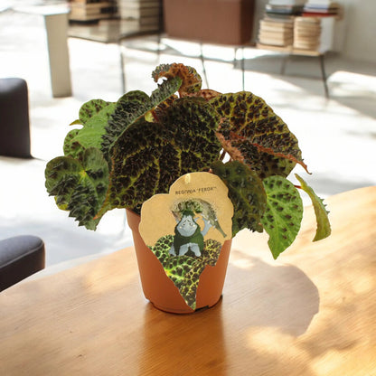 Begonia ferox