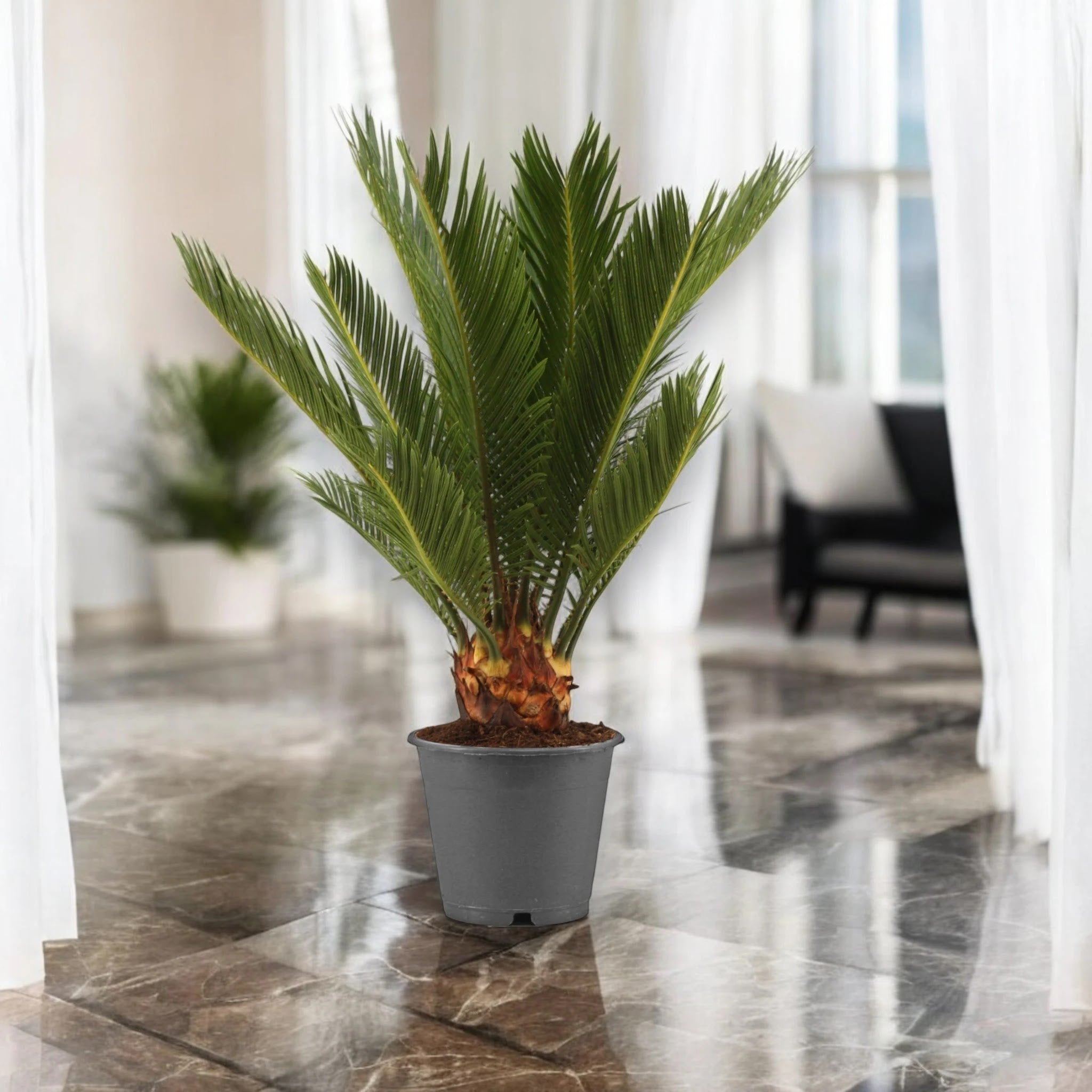 Cycas revoluta