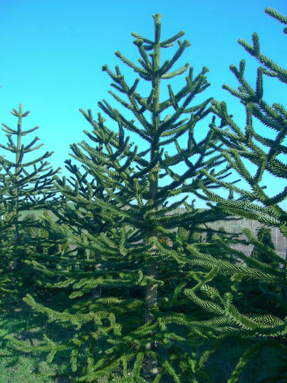 Araucaria
