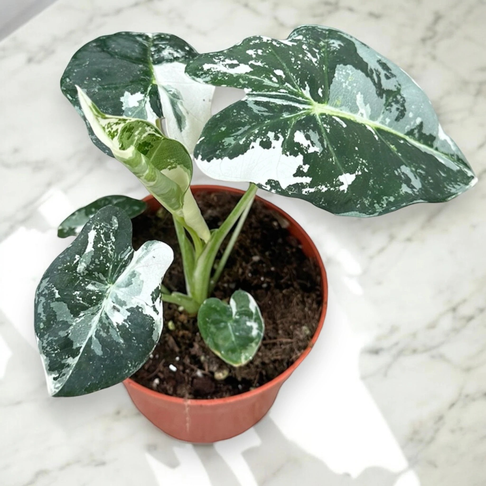 Alocasia Frydek con foglie vellutate verde scuro e nervature bianche in vaso decorativo da interno
